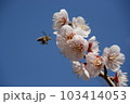 梅の花とミツバチと青い空 103414053