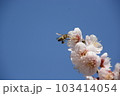 梅の花とミツバチと青い空 103414054