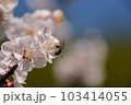 梅の花と足に花粉だんごをつけたミツバチ 103414055