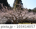 梅林 103414057