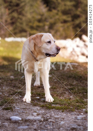 Biege Labrador dog standing in the park Biege Labrador dog standing in the park 103414275