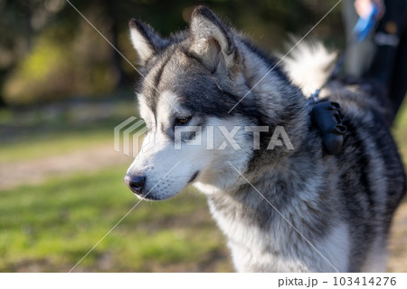 Siberian Husky portrait close-up, summer park 103414276