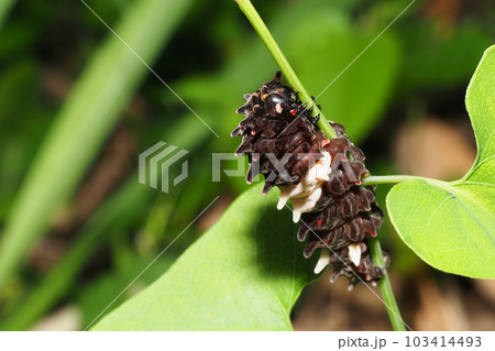 ジャコウアゲハの幼虫 ジャコウアゲハの幼虫 103414493