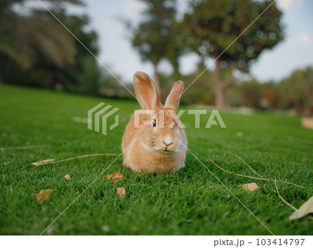 Cute red rabbit on green grass with natural bokeh 103414797