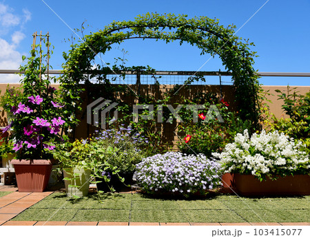 タイルを敷いて、素敵なバルコニー 楽しい園芸 お花いっぱい咲きました タイルを敷いて、素敵なバルコニー 楽しい園芸 お花いっぱい咲きました 103415077