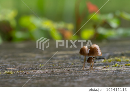 テーブルからキノコ テーブルからキノコ 103415118