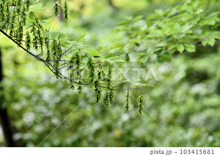 日本の横浜都市景観 不思議な光景。新緑が眩しい“初夏”の林では大きな変化が…=5月31日、横浜市内 日本の横浜都市景観 不思議な光景。新緑が眩しい“初夏”の林では大きな変化が…=5月31日、横浜市内 103415681