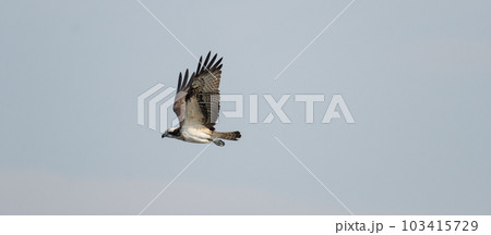 飛ぶミサゴ 103415729