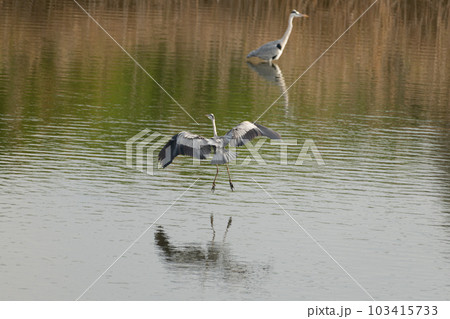 飛ぶアオサギ 103415733