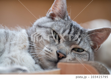 くつろぐ猫 サバトラ猫 くつろぐ猫 サバトラ猫 103415795