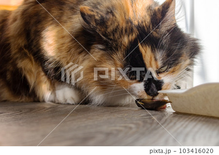 Portrait of ginger cat eating fish closeup 103416020