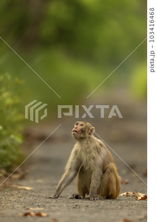 Rhesus macaque or Macaca mulatta monkey with expression looking at sky and blocking road or track at chuka ecotourism safari or pilibhit national park terai forest reserve uttar pradesh india asia Rhesus macaque or Macaca mulatta monkey with expression looking at sky and blocking road or track at chuka ecotourism safari or pilibhit national park terai forest reserve uttar pradesh india asia 103416468