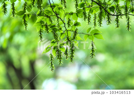 日本の横浜都市景観 不思議な光景。新緑が眩しい“初夏”の林では大きな変化が…=5月31日、横浜市内 日本の横浜都市景観 不思議な光景。新緑が眩しい“初夏”の林では大きな変化が…=5月31日、横浜市内 103416513