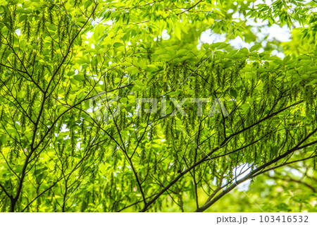 日本の横浜都市景観 不思議な光景。新緑が眩しい“初夏”の林では大きな変化が…=5月31日、横浜市内 日本の横浜都市景観 不思議な光景。新緑が眩しい“初夏”の林では大きな変化が…=5月31日、横浜市内 103416532