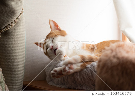 窓辺でくつろぐ猫 茶トラ白 窓辺でくつろぐ猫 茶トラ白 103416579