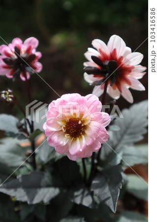 プチダリアハミングブロンズ　トレゾラ 103416586