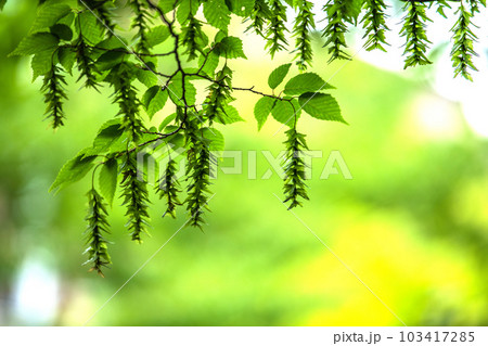 日本の横浜都市景観 不思議な光景。新緑が眩しい“初夏”の林では大きな変化が…＝5月31日、横浜市内 103417285