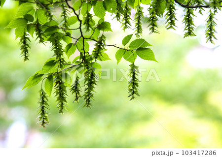 日本の横浜都市景観 不思議な光景。新緑が眩しい“初夏”の林では大きな変化が…=5月31日、横浜市内 日本の横浜都市景観 不思議な光景。新緑が眩しい“初夏”の林では大きな変化が…=5月31日、横浜市内 103417286