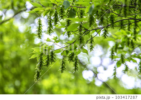 日本の横浜都市景観 不思議な光景。新緑が眩しい“初夏”の林では大きな変化が…=5月31日、横浜市内 日本の横浜都市景観 不思議な光景。新緑が眩しい“初夏”の林では大きな変化が…=5月31日、横浜市内 103417287