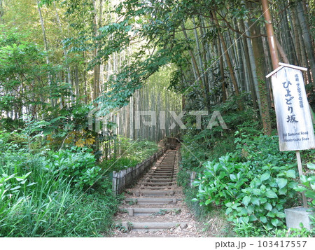 竹林が美しい佐倉市のひよどり坂 竹林が美しい佐倉市のひよどり坂 103417557