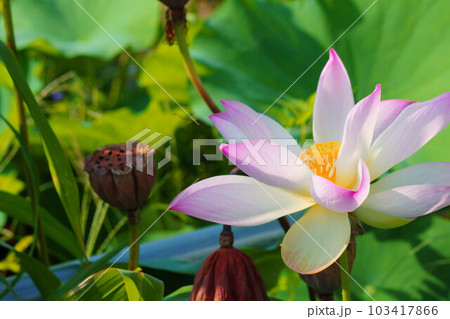 小さなハスの花 小さなハスの花 103417866