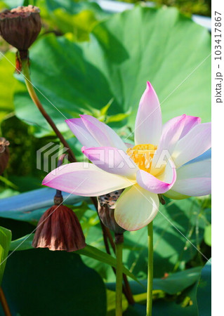 小さなハスの花 小さなハスの花 103417867