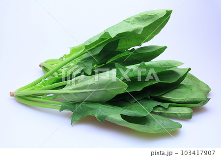 緑鮮やか採れたて新鮮野菜のほうれん草 緑鮮やか採れたて新鮮野菜のほうれん草 103417907