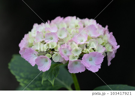 浮き上がる柔らかい色の紫陽花 浮き上がる柔らかい色の紫陽花 103417921