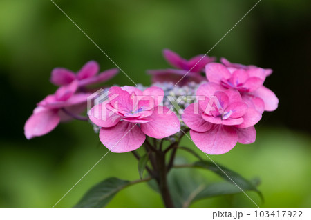 横から撮った赤い色の紫陽花 横から撮った赤い色の紫陽花 103417922