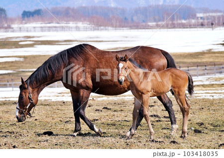 春の北海道 競走馬生産牧場の風景 103418035