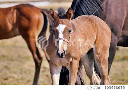 春の北海道 競走馬生産牧場の風景 103418036