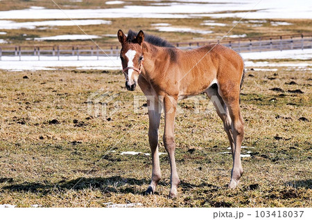 春の北海道 競走馬生産牧場の風景 103418037