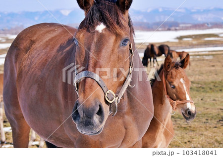 春の北海道 競走馬生産牧場の風景 103418041