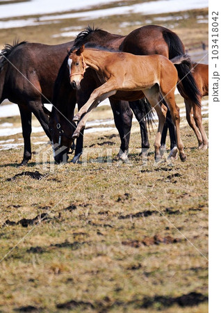 春の北海道 競走馬生産牧場の風景 103418042
