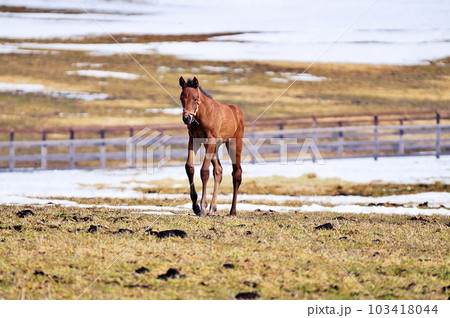 春の北海道 競走馬生産牧場の風景 103418044