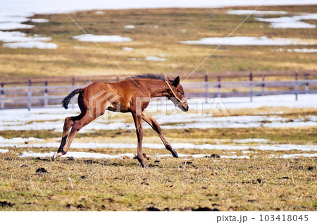 春の北海道 競走馬生産牧場の風景 103418045