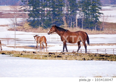 春の北海道 競走馬生産牧場の風景 103418047