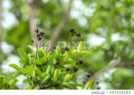 日本の横浜都市景観 サルスベリ(百日紅)…5月だが殻が…5月31日、横浜市内 日本の横浜都市景観 サルスベリ(百日紅)…5月だが殻が…5月31日、横浜市内 103418183