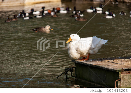 嘴が黄色いペキンアヒル 嘴が黄色いペキンアヒル 103418208