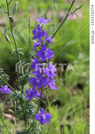 春の公園に咲く紫色のヒエンソウの花 春の公園に咲く紫色のヒエンソウの花 103418254