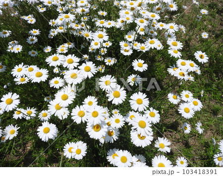 満開のマーガレット 満開のマーガレット 103418391