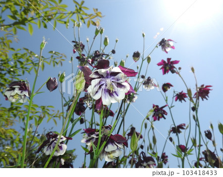 オダマキの花 103418433