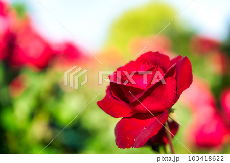 雨上がりの薔薇 雨上がりの薔薇 103418622
