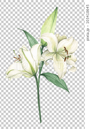White lily. Floral bouquet. Watercolor illustration. White lily. Floral bouquet. Watercolor illustration. 103418645