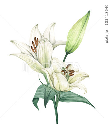 White lily. Floral bouquet. Watercolor illustration. 103418646