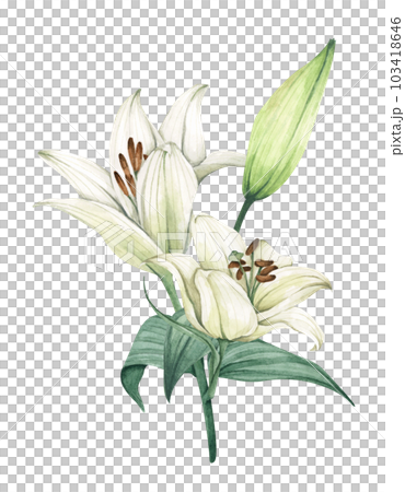 White lily. Floral bouquet. Watercolor illustration. 103418646