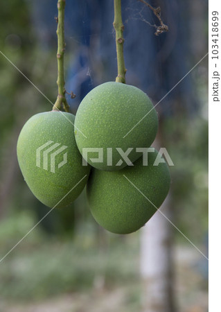 Fresh Raw Three Green Mango hinging In the Tree Branch 103418699