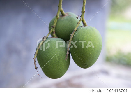 Fresh Raw Three Green Mango hinging In the Tree Branch 103418701