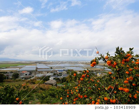 熊本県玉名市 天水のみかん山 冬景色 熊本県玉名市 天水のみかん山 冬景色 103418909