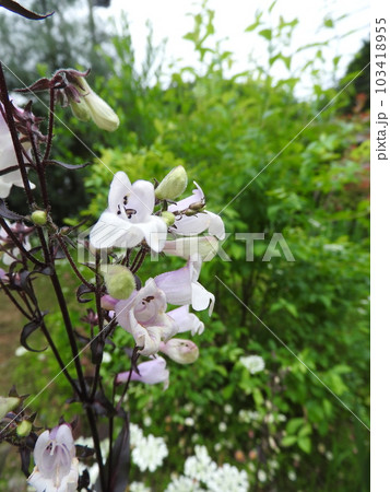 オオバコ科の多年草「ペンステモン」の花 オオバコ科の多年草「ペンステモン」の花 103418955
